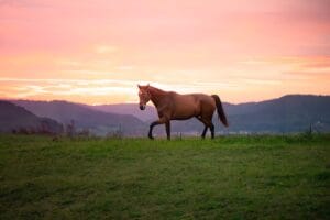 Cheval calme dans la nature après une séance de soins
