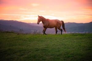 Cheval calme dans la nature après une séance de soins