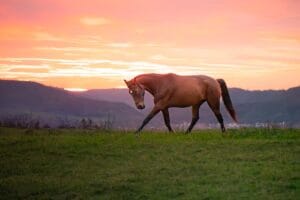 Cheval calme dans la nature après une séance de soins