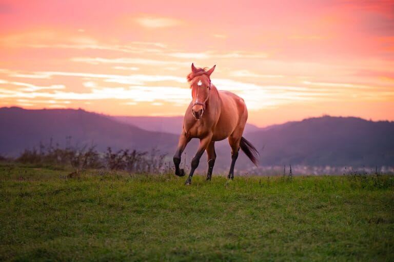 Cheval vigoureux et plein d'énergie après une séance de soins