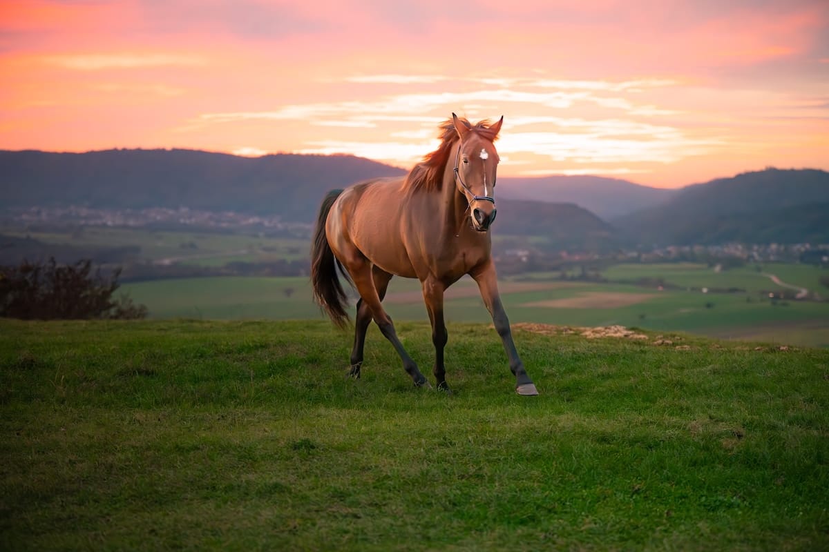 Cheval reluisant et plein d'énergie après une séance de soins