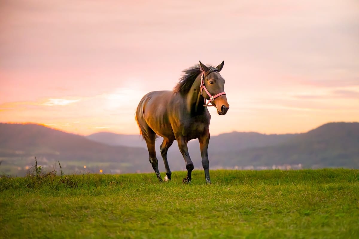 Cheval reluisant et plein d'énergie après une séance de soins