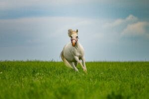 Cheval au galop dans une prairie verte