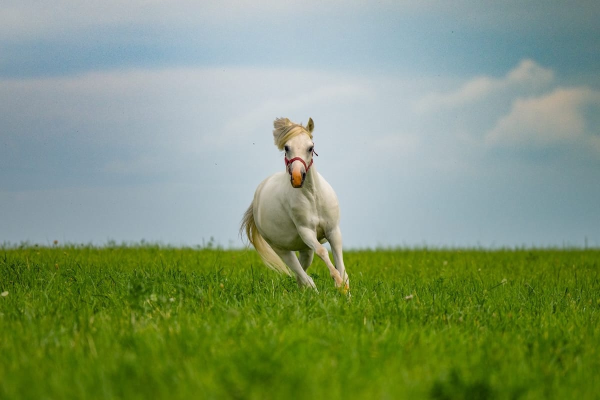 Cheval au galop dans une prairie verte