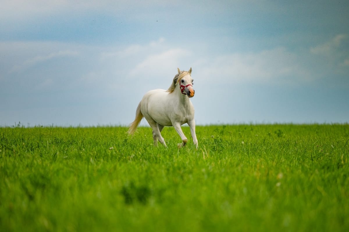 Cheval trottant en pleine liberté dans une prairie