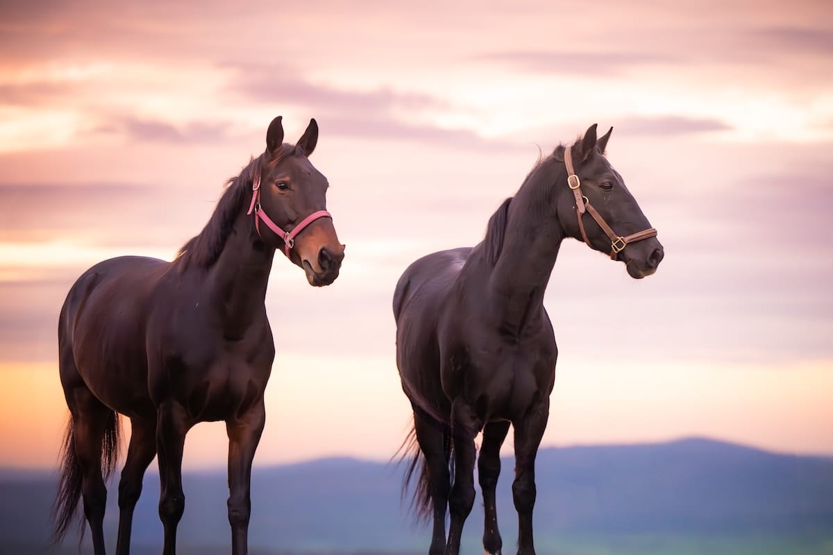 Deux chevaux reluisants et en pleine forme après une séance bien-être animal