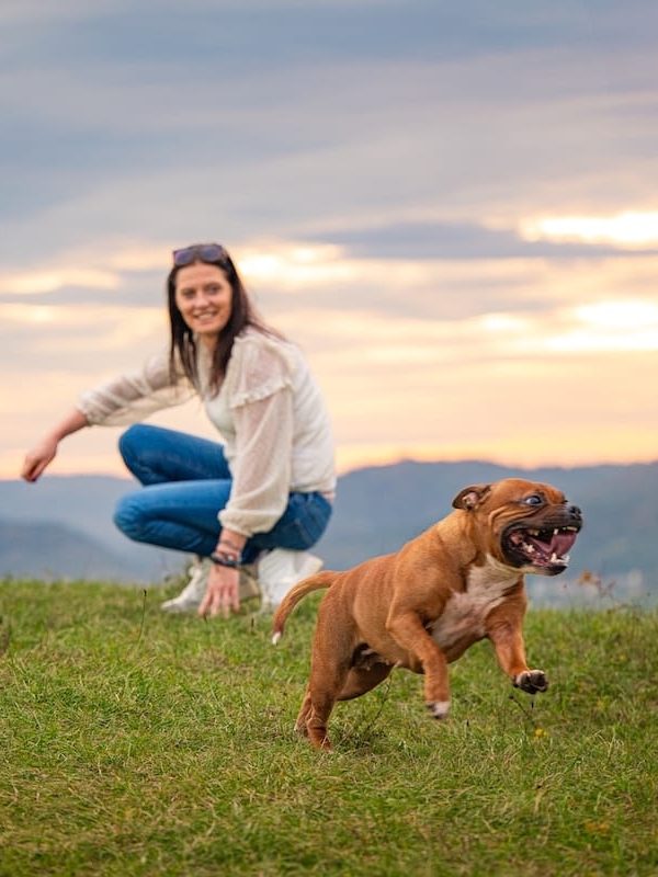 Chien plein d'énergie et en pleine santé courant énergiquement, sous le regard de la praticienne bien-être animal